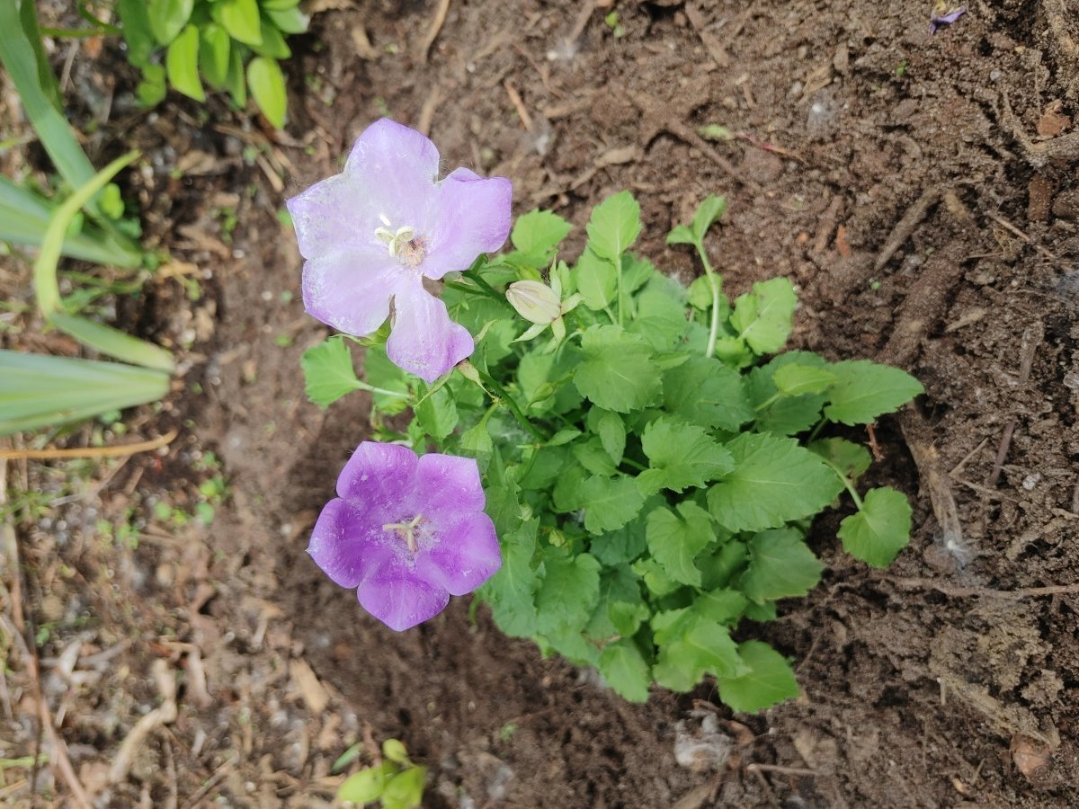 Колокольчик карпатский - фото 7