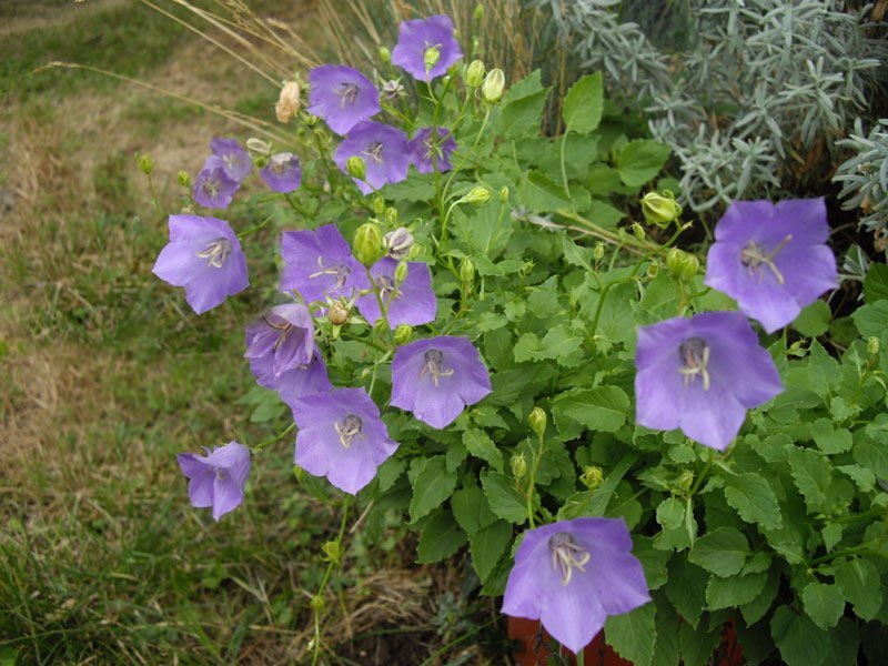 Колокольчик карпатский - фото 11