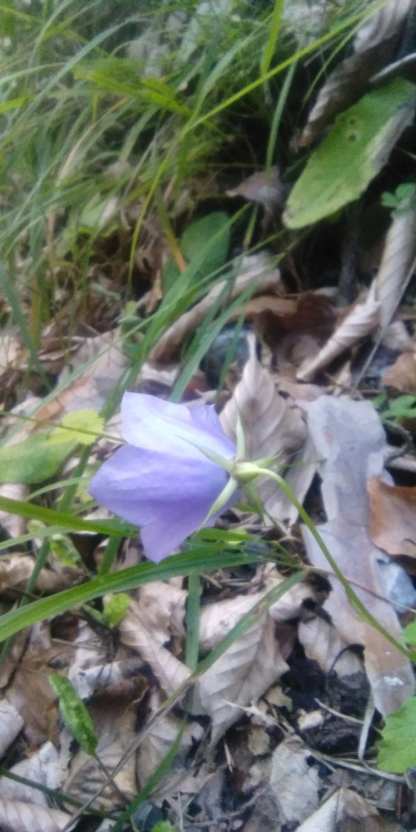 Колокольчик карпатский - фото 2