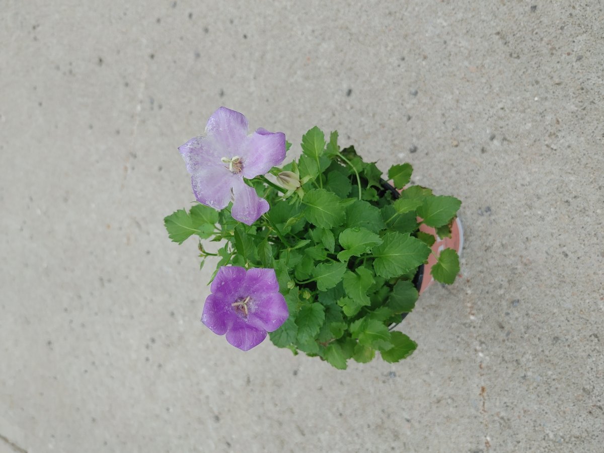 Колокольчик карпатский - фото 5