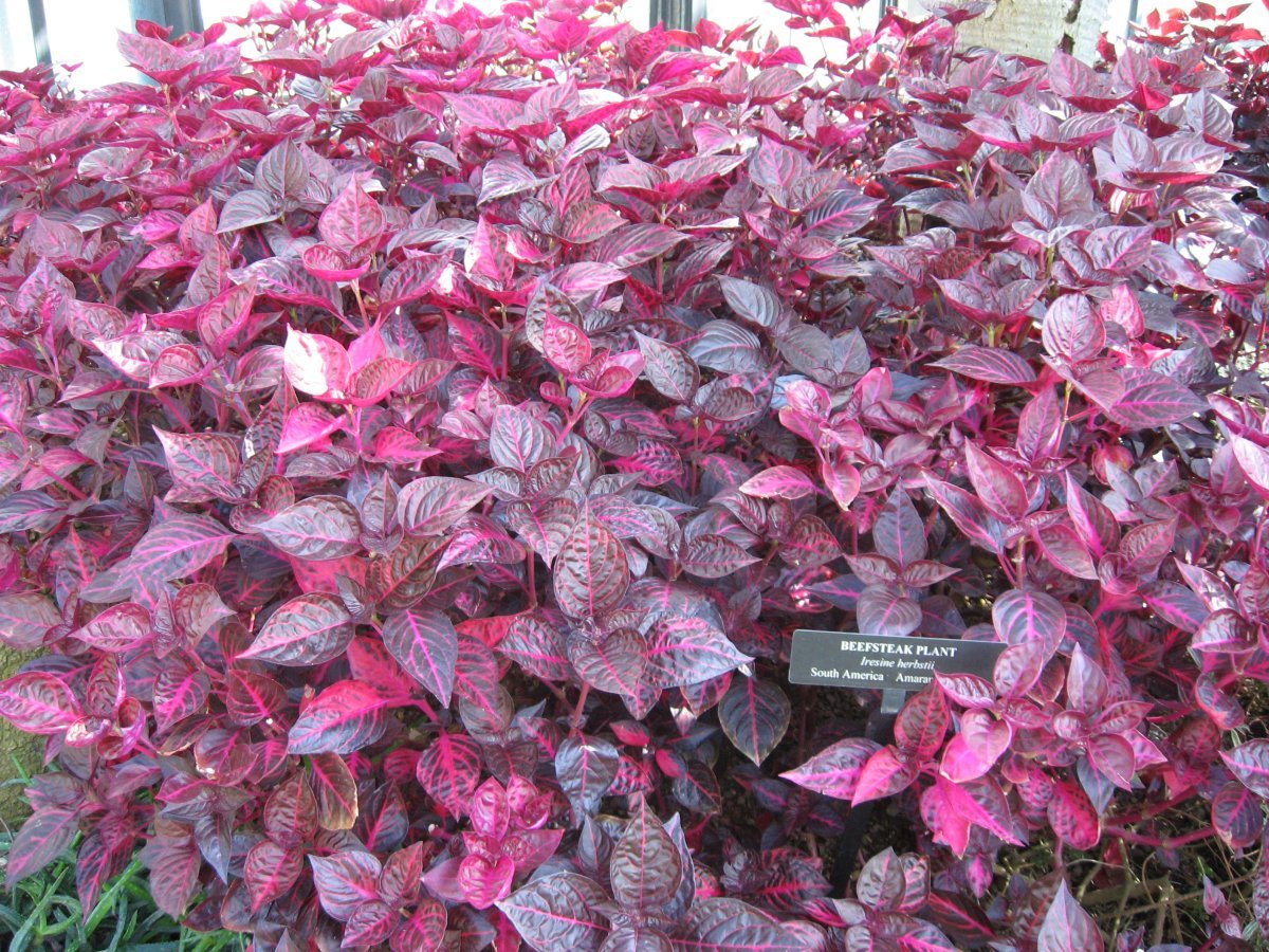 Ирезине Хербста