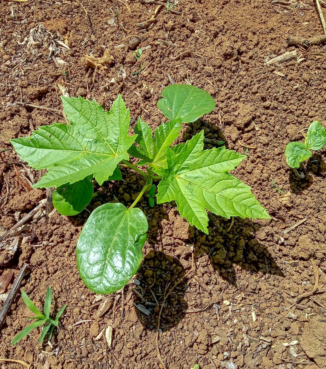 Клещевина обыкновенная