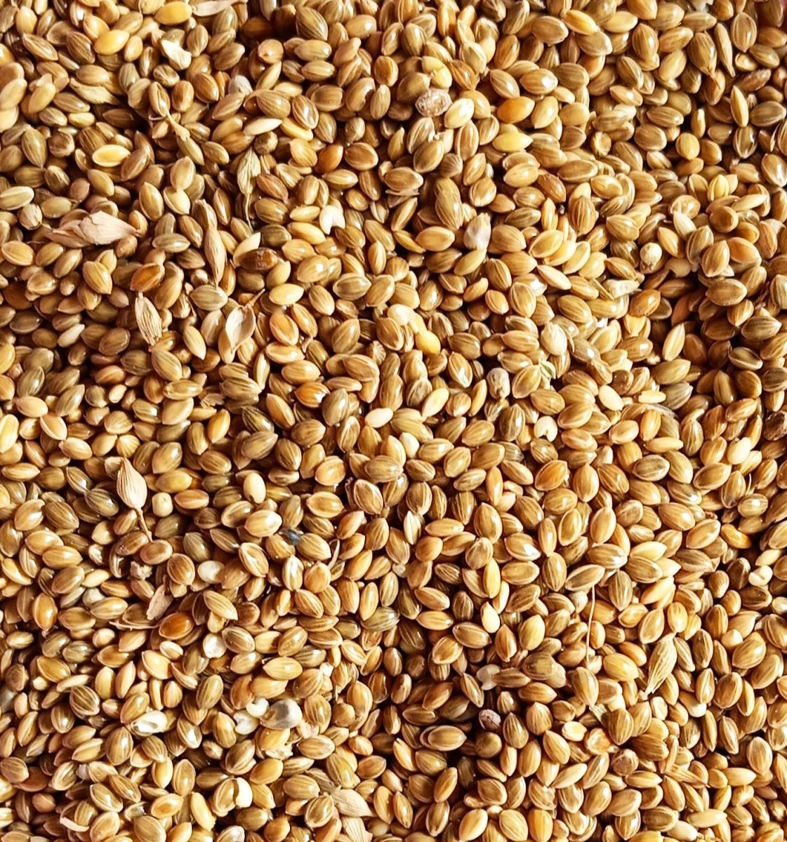 Сетария итальянская