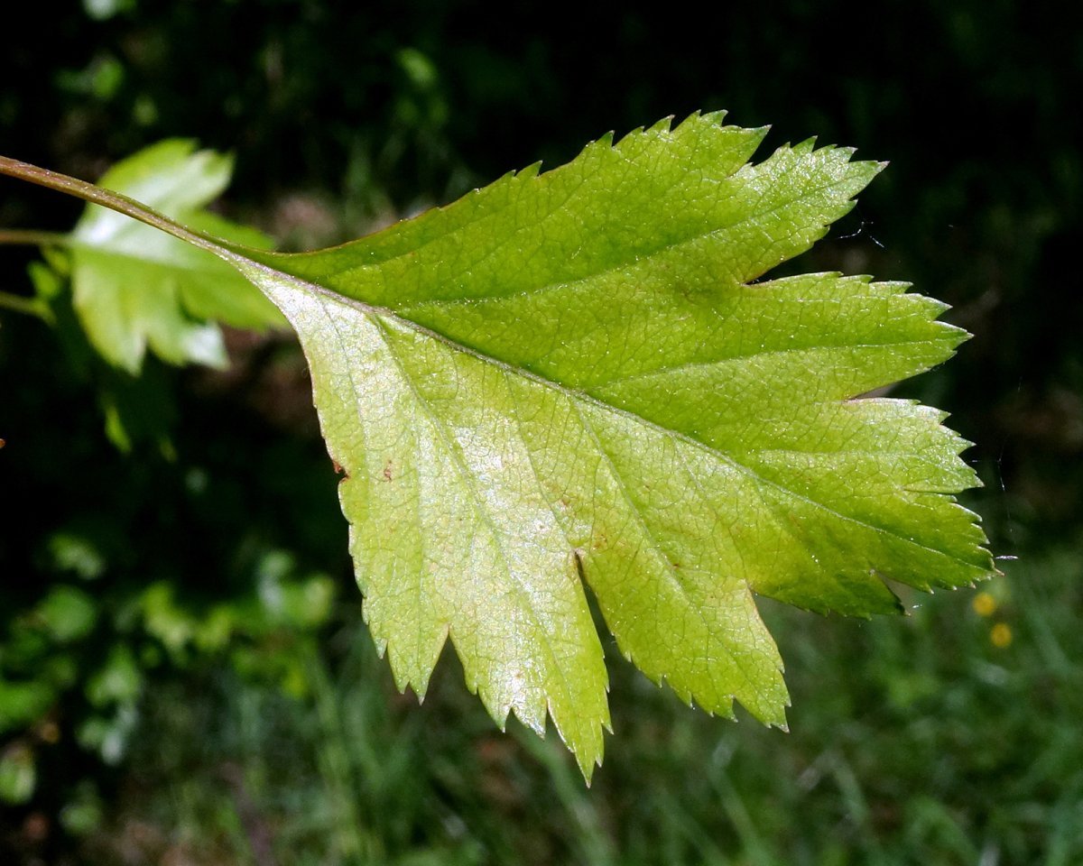 Боярышник обыкновенный - фото 4