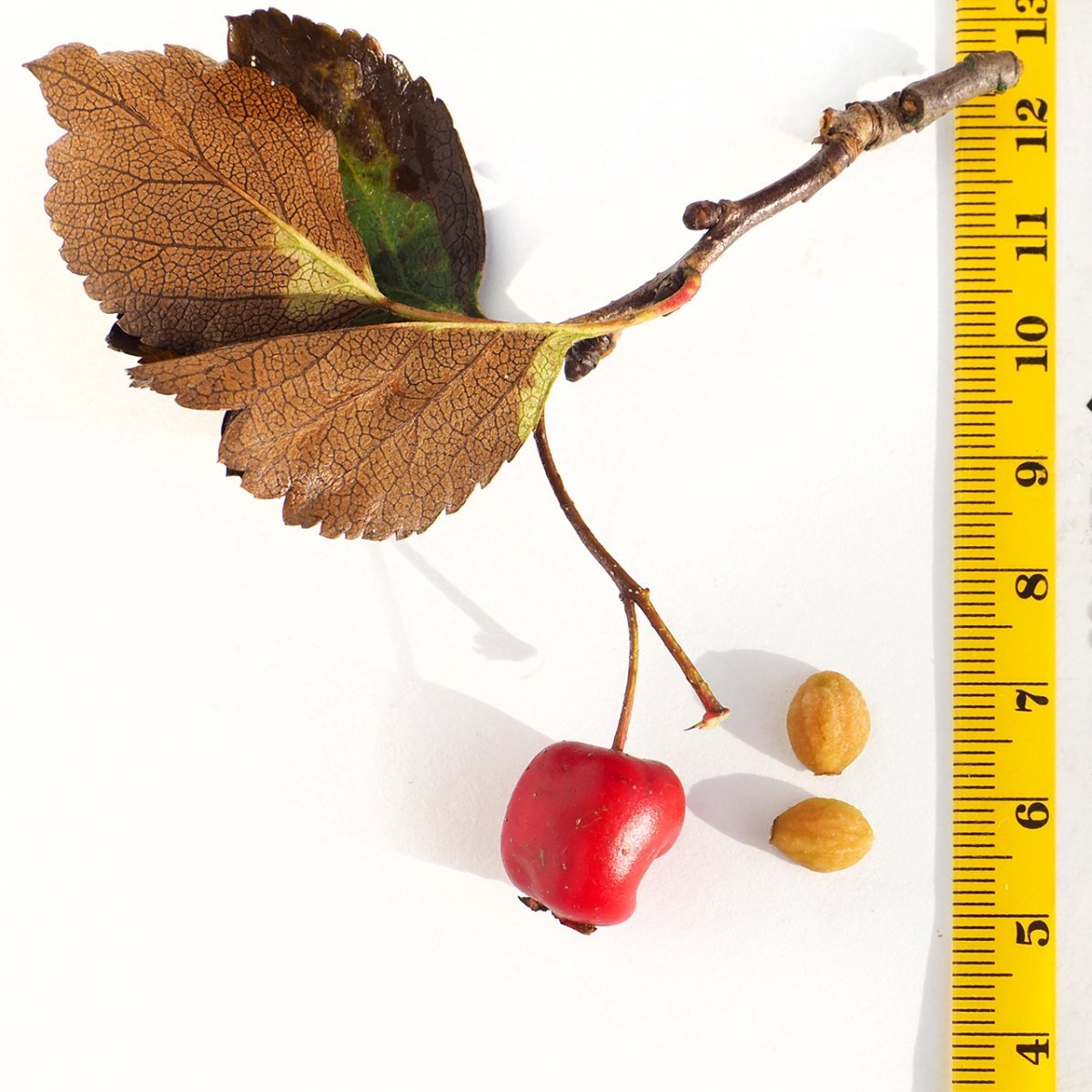 Боярышник обыкновенный - фото 6