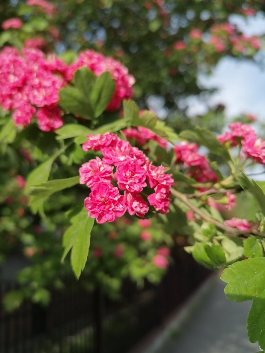 Боярышник обыкновенный - фото 10