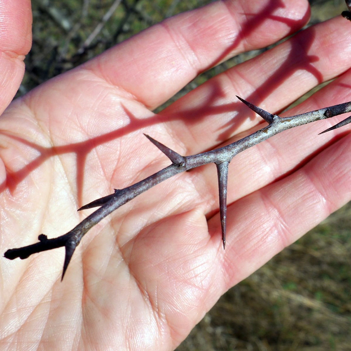 Боярышник обыкновенный - фото 7