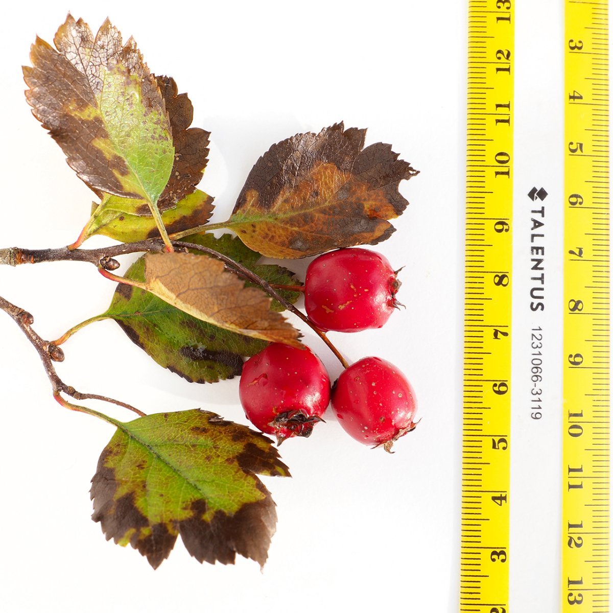 Боярышник обыкновенный - фото 5