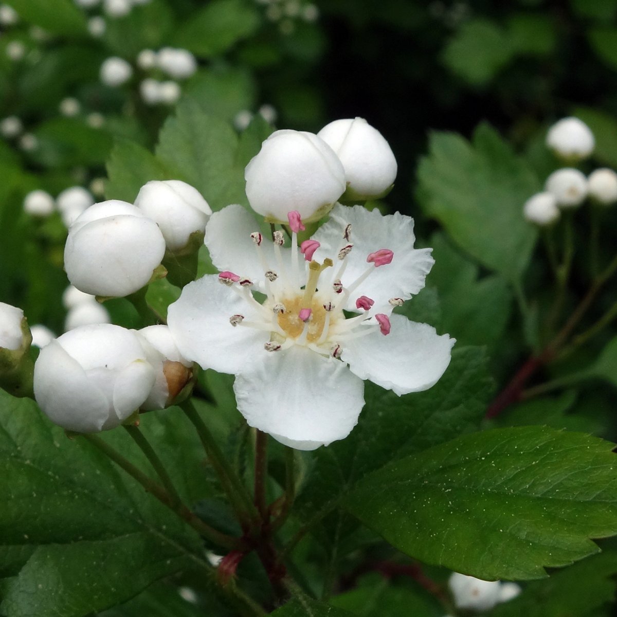 Боярышник обыкновенный - фото 2