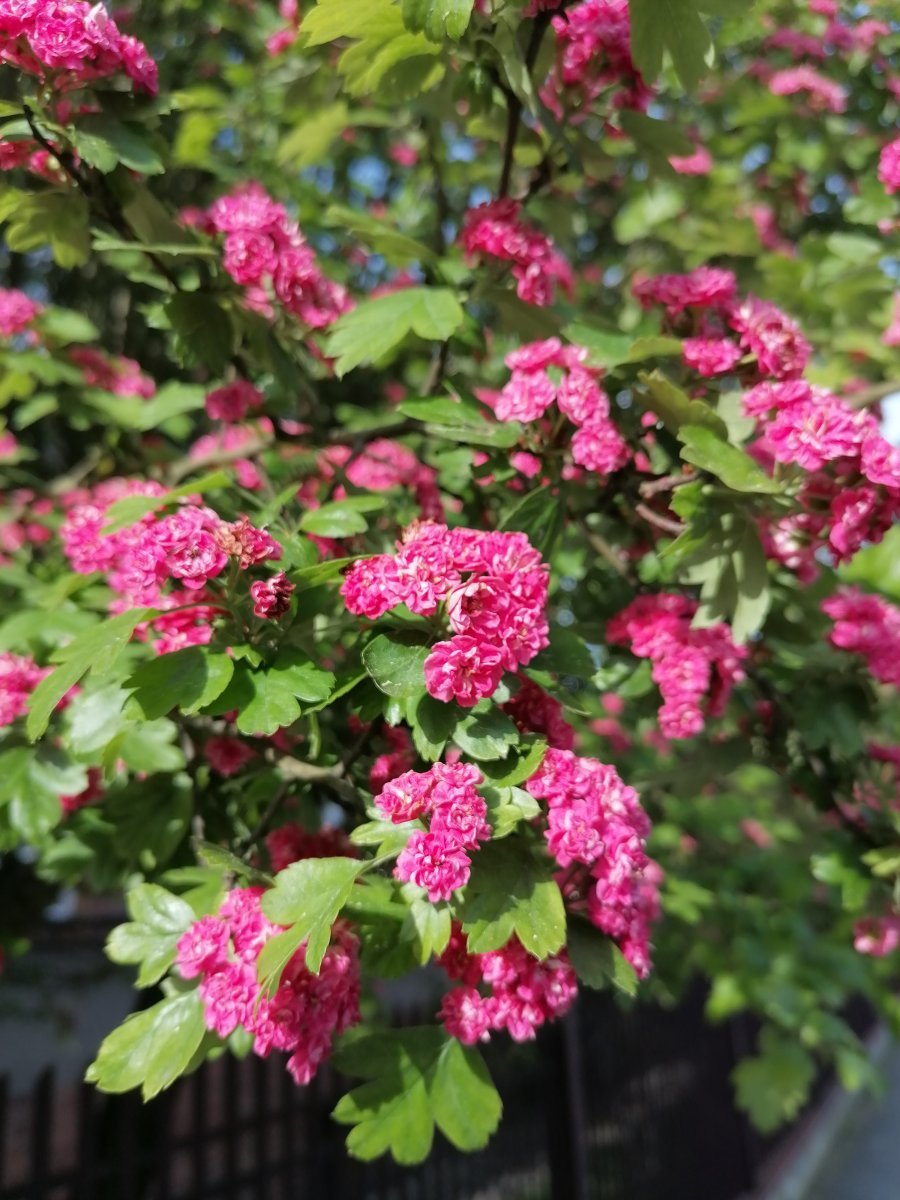 Боярышник обыкновенный - фото 9