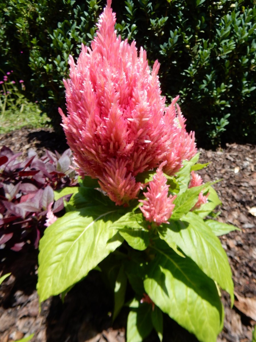 Целлозия перистая