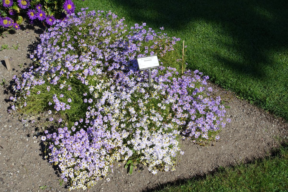 Брахикома иберисолистная