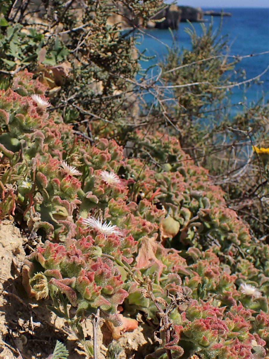 Мезембриантемум хрустальный