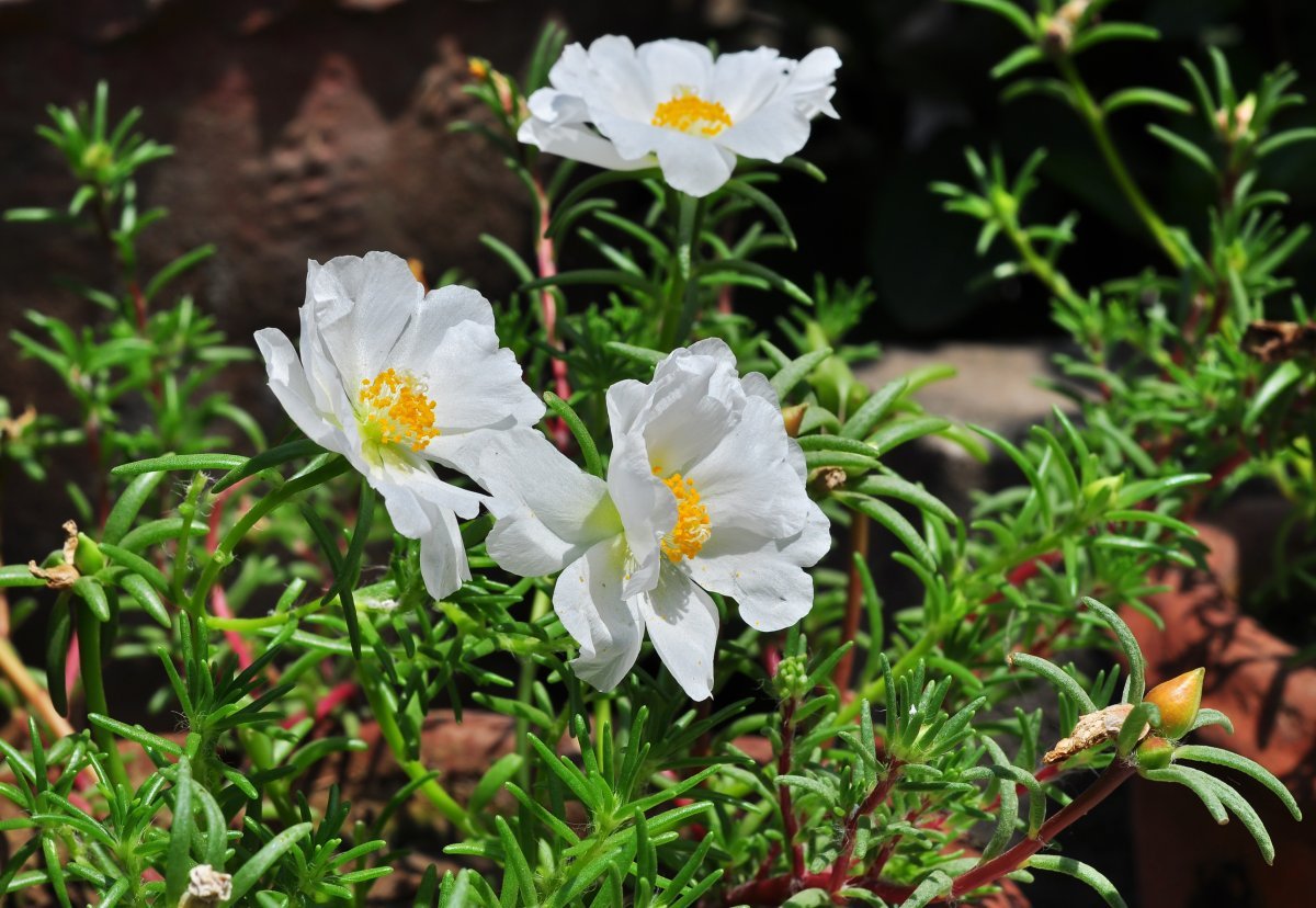 Портулак крупноцветковый