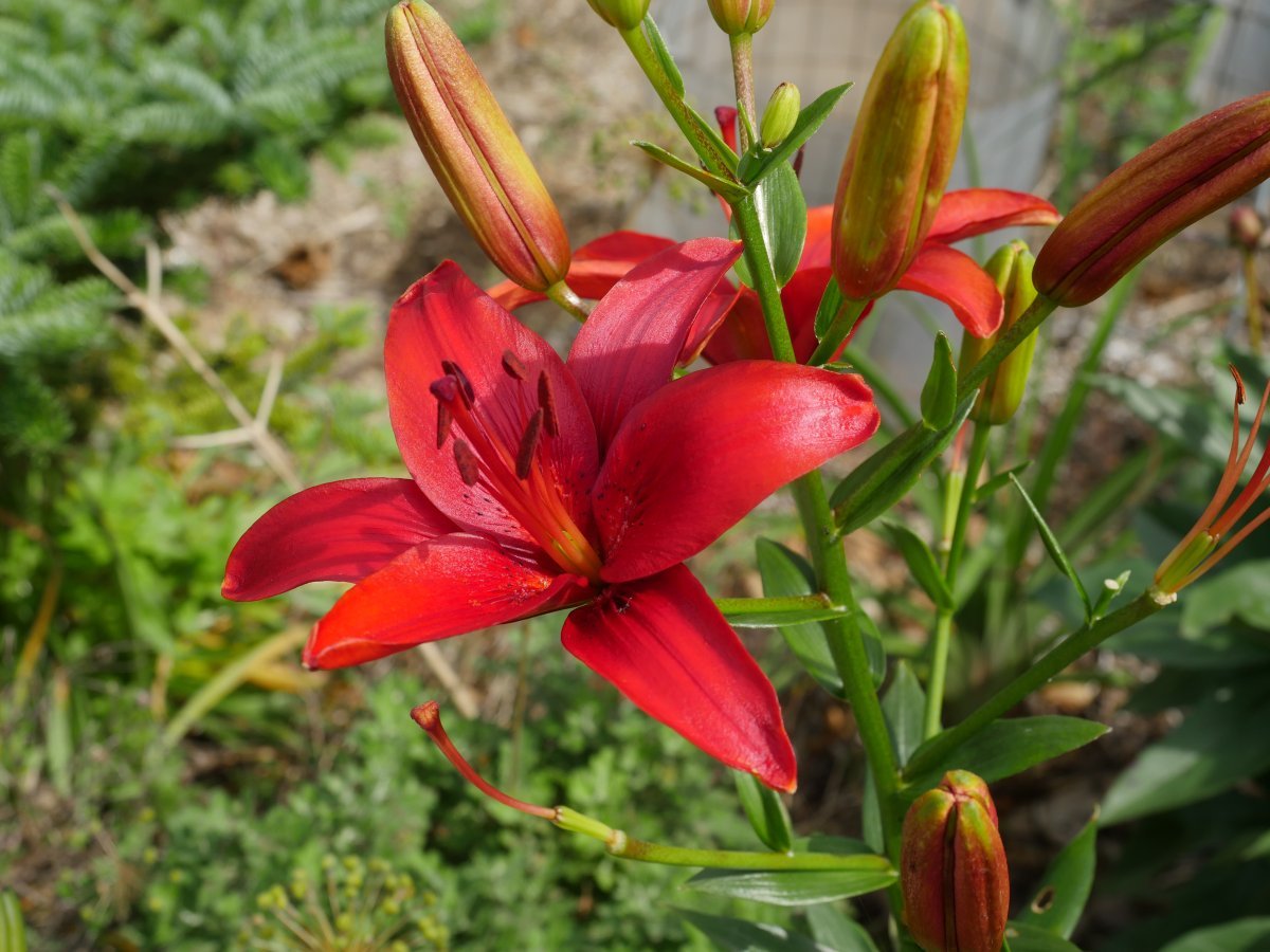 Лилия азиатская - фото 11