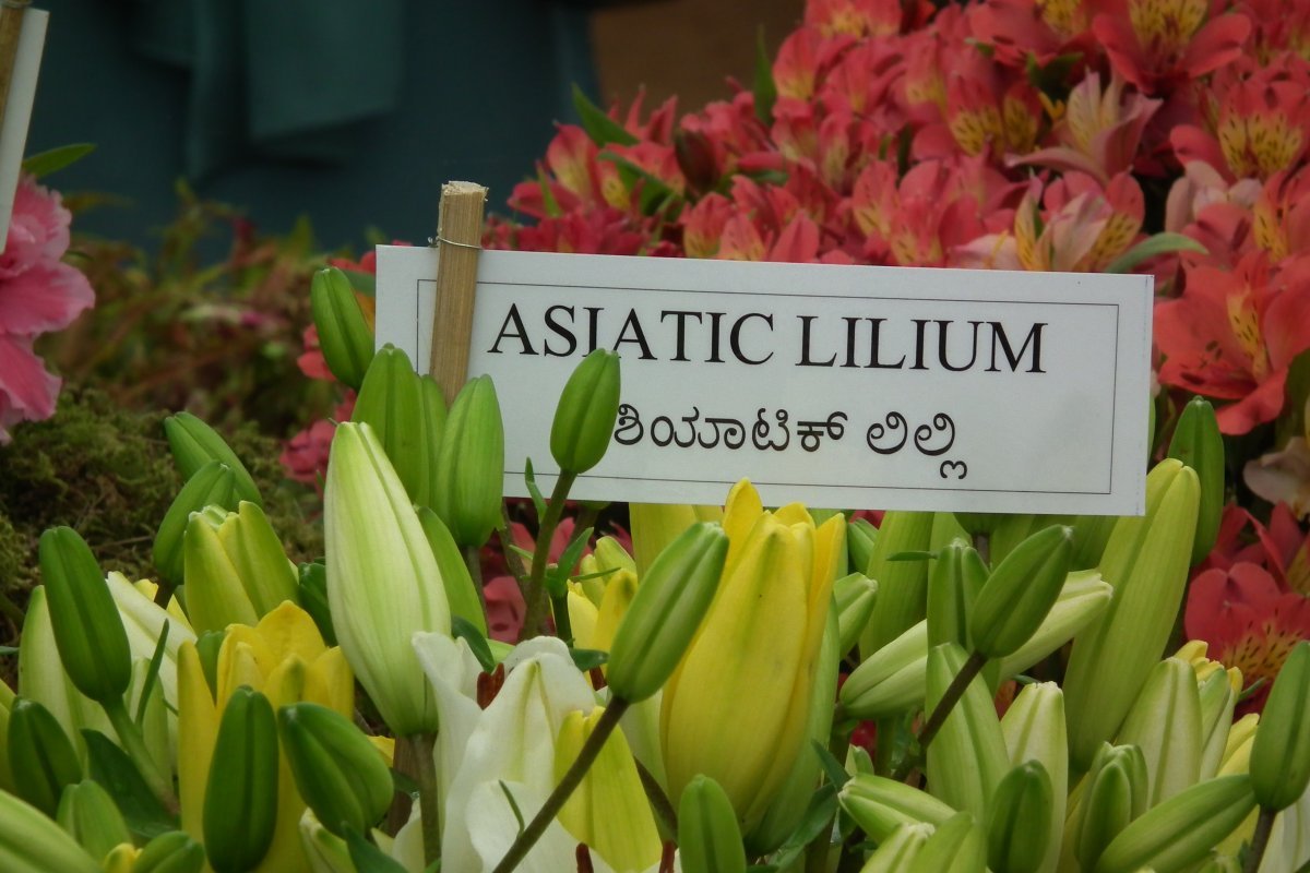 Лилия азиатская - фото 3