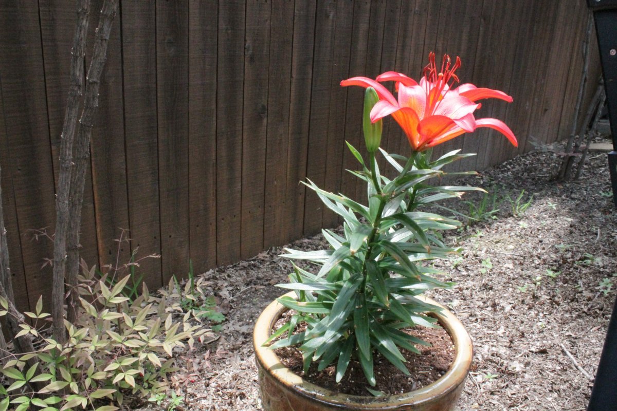 Лилия азиатская - фото 9