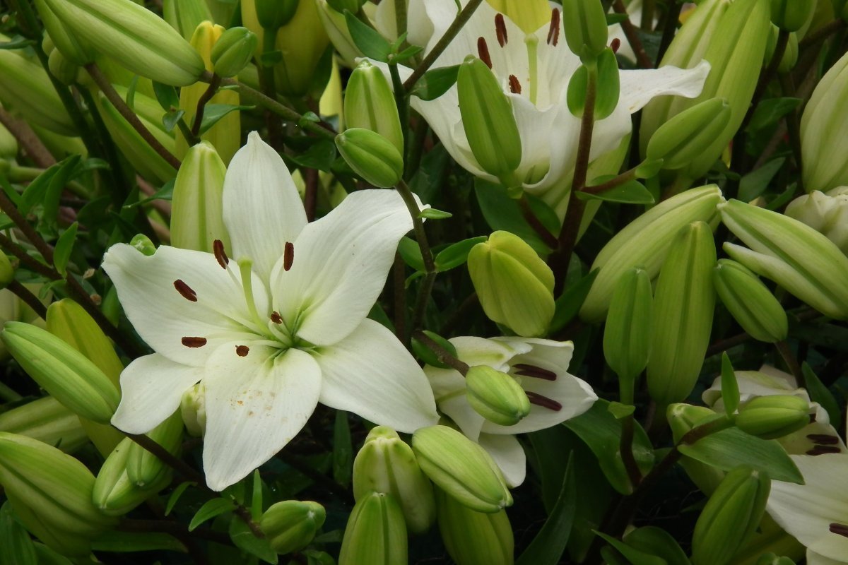 Лилия азиатская - фото 4