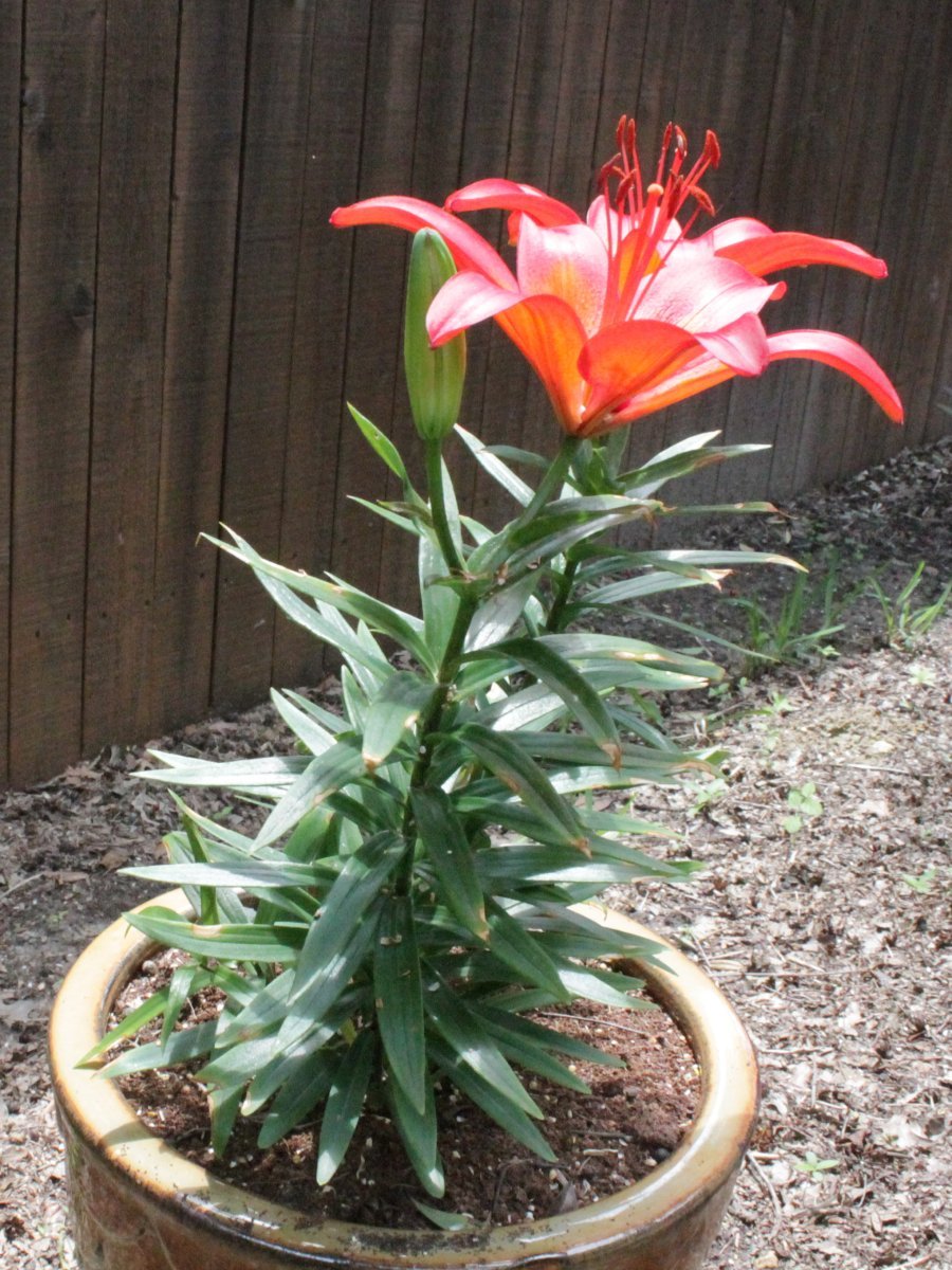 Лилия азиатская - фото 10