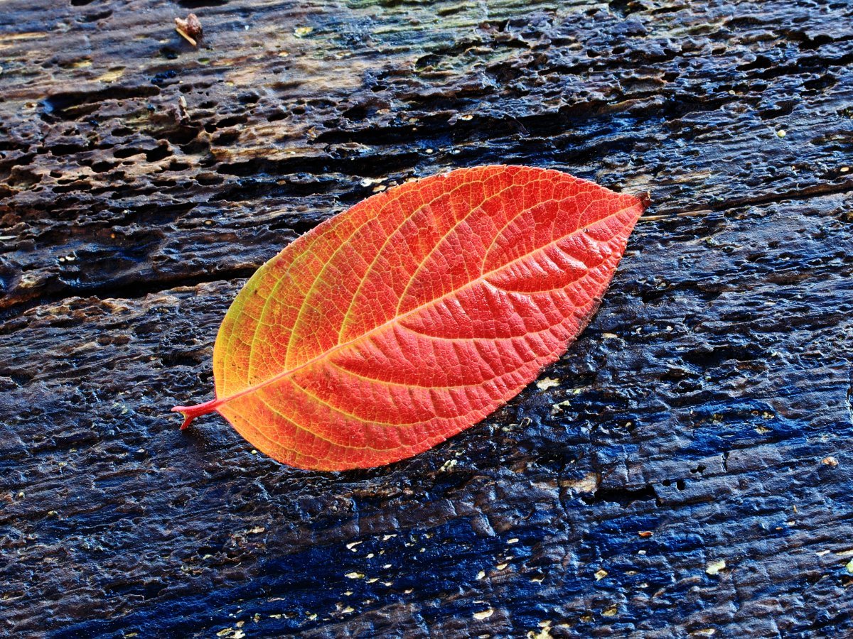 Гортензия метельчатая