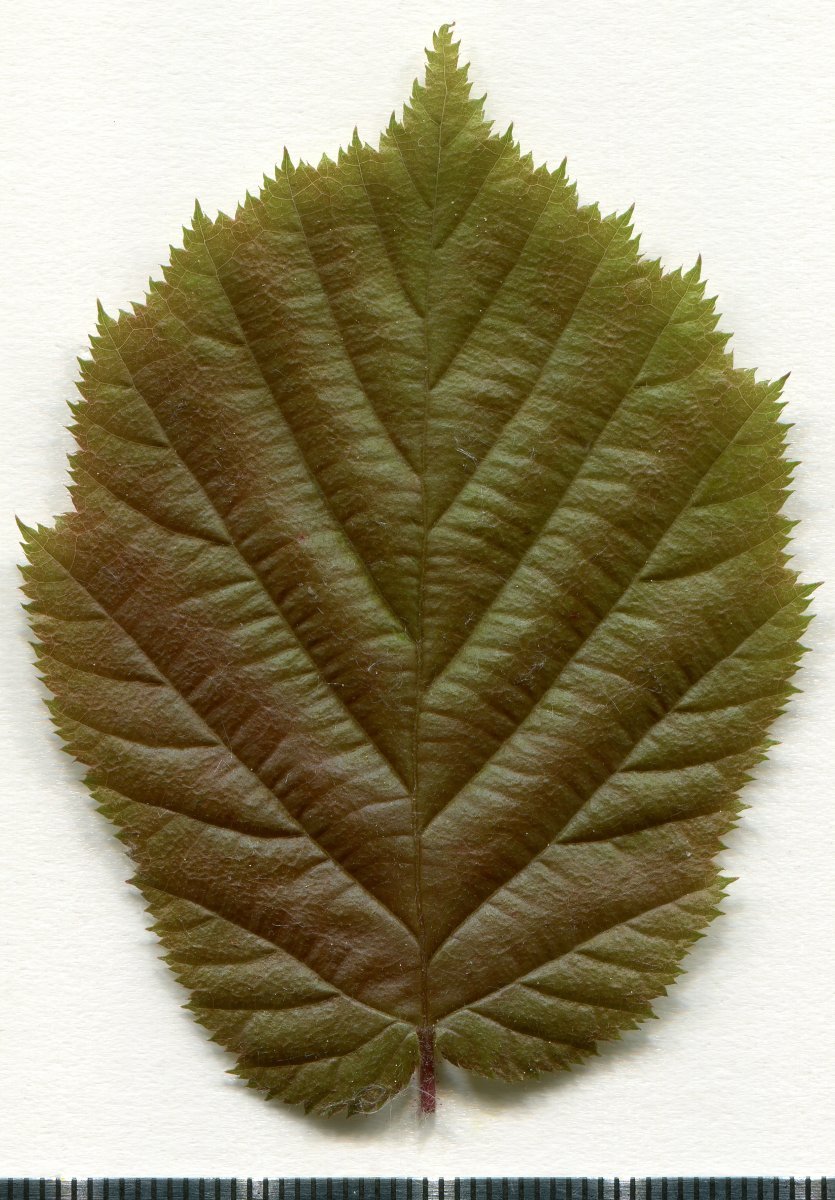 Лещина обыкновенная