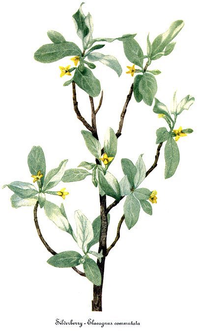 Лох серебристый