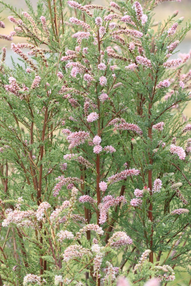 Мирикария лисохвостная