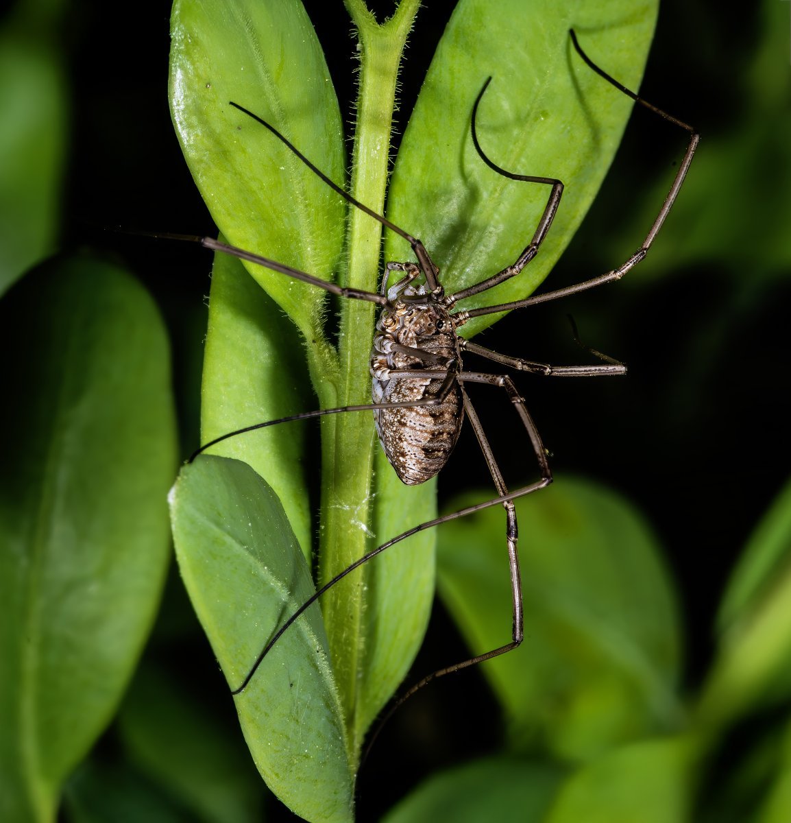 Самшит вечнозеленый