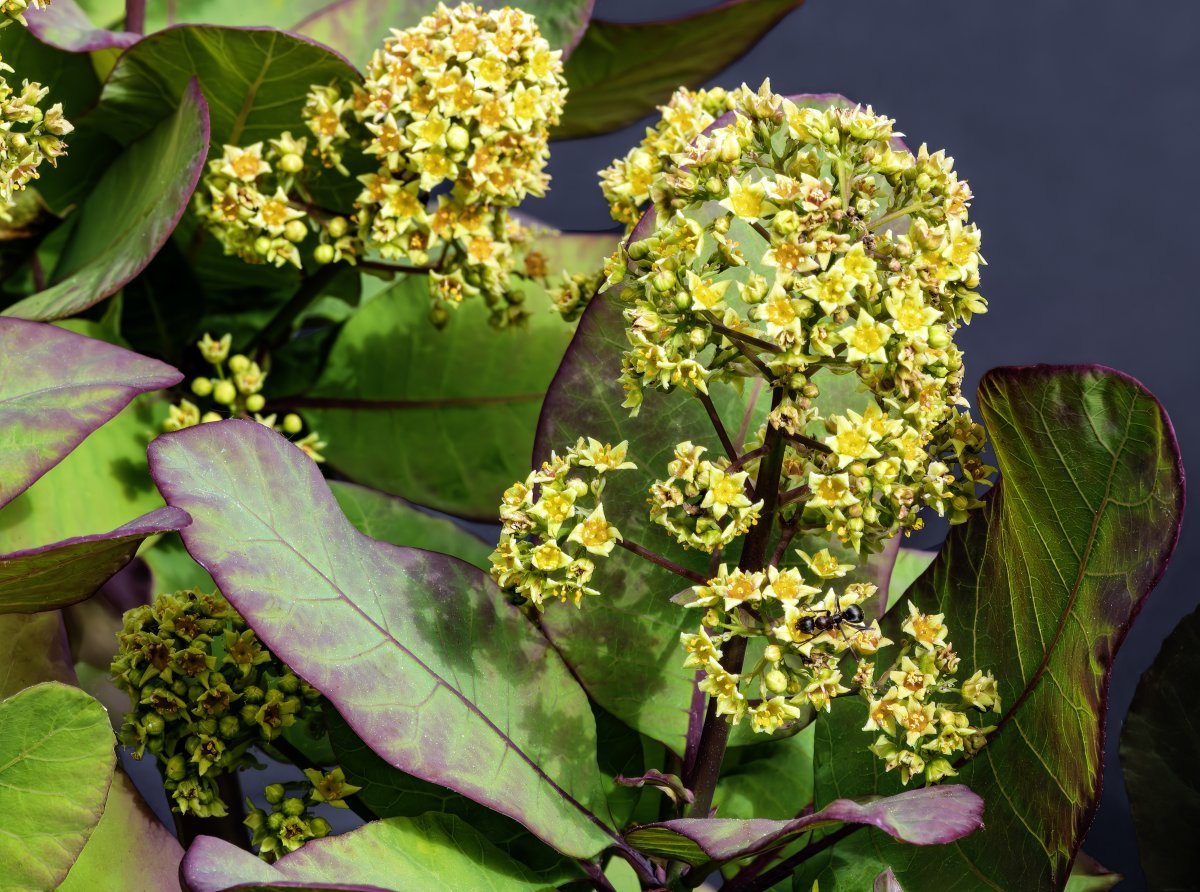 Скумпия кожевенная