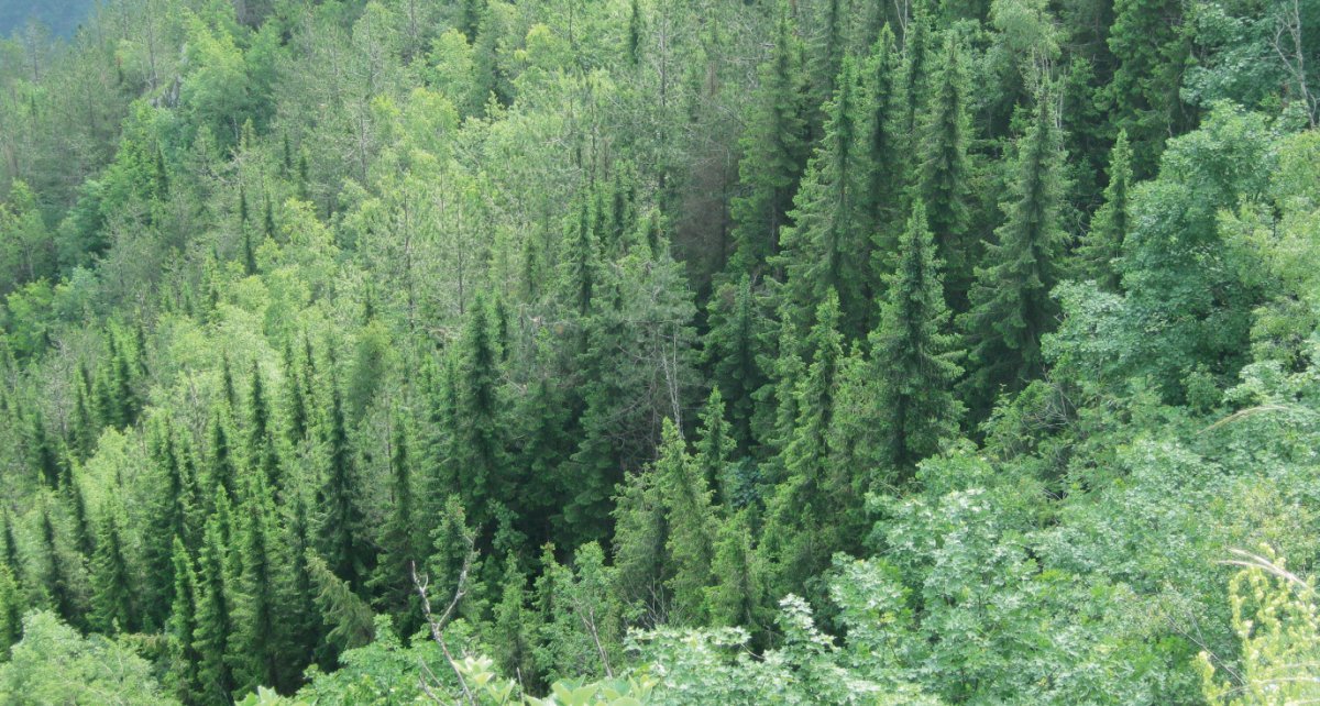 Ель сербская