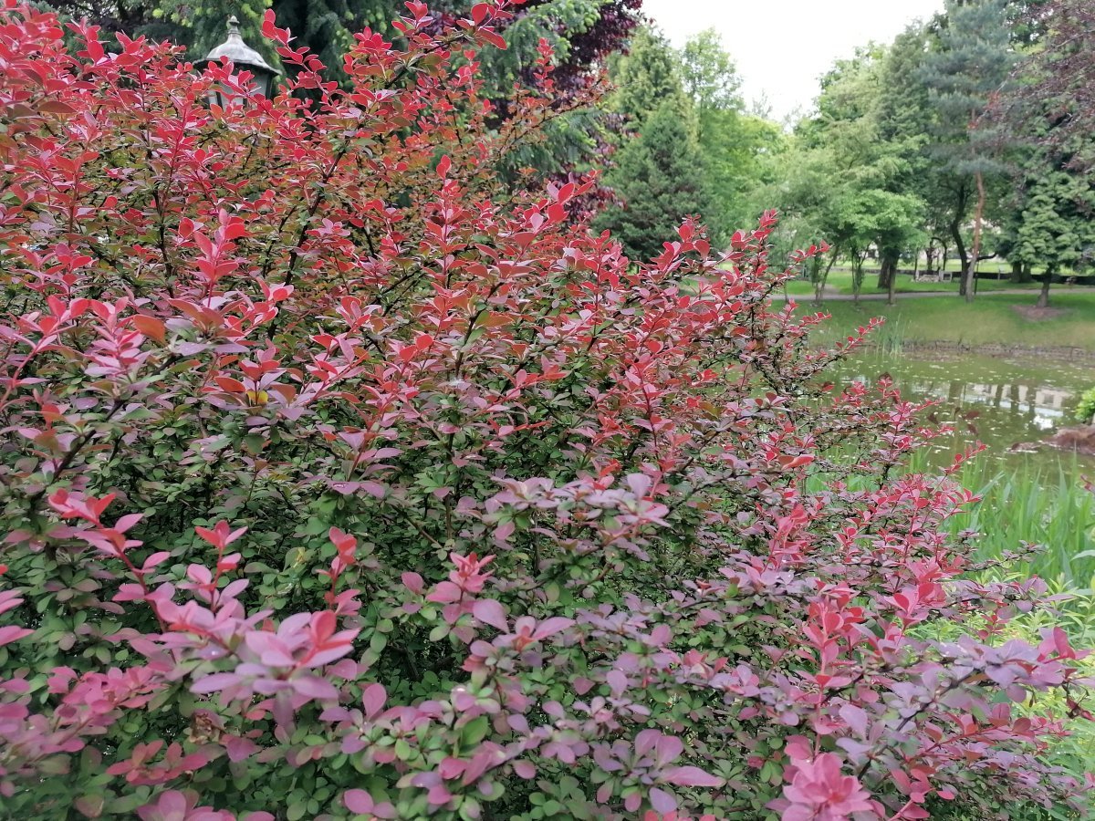 Барбарис Тунберга - фото 3