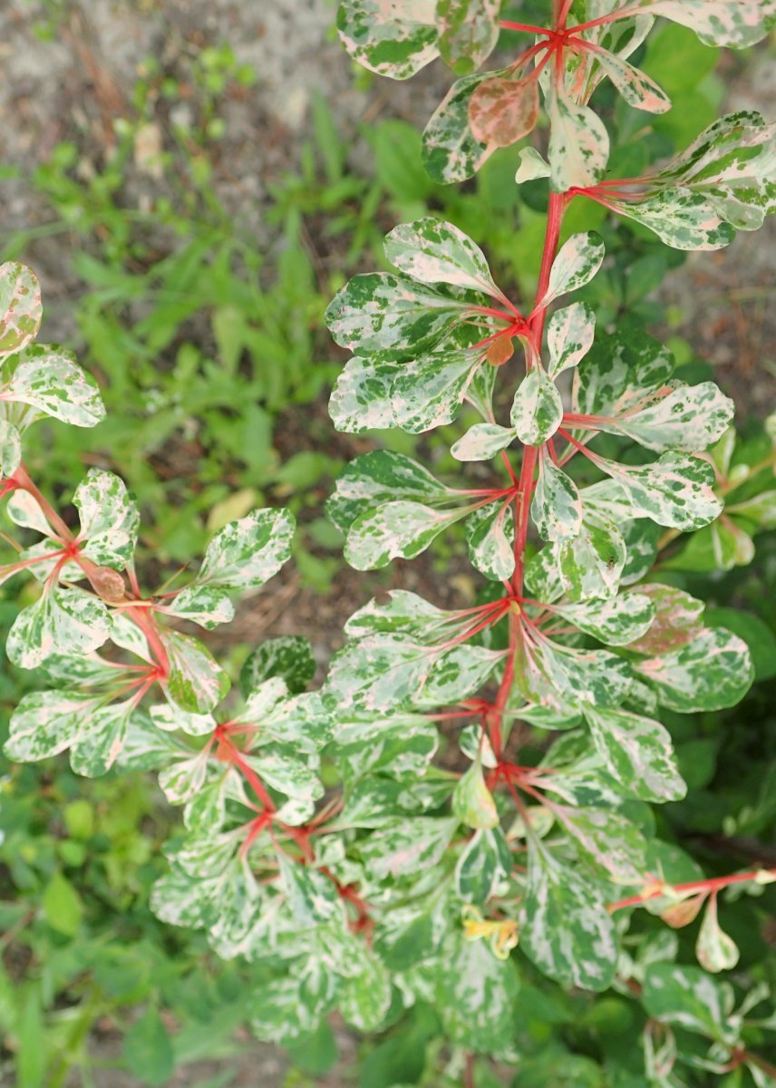 Барбарис Тунберга - фото 5