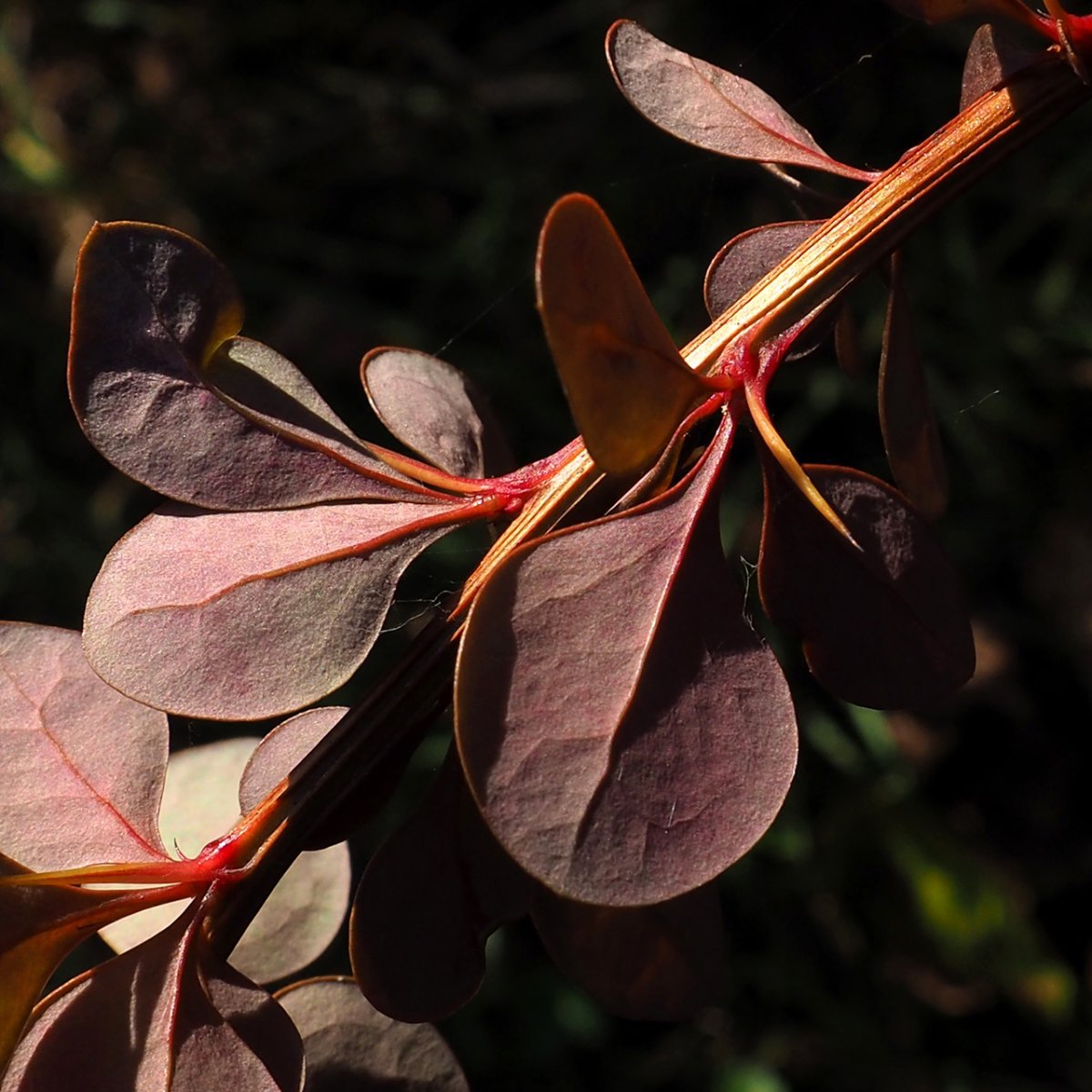 Барбарис Тунберга - фото 2