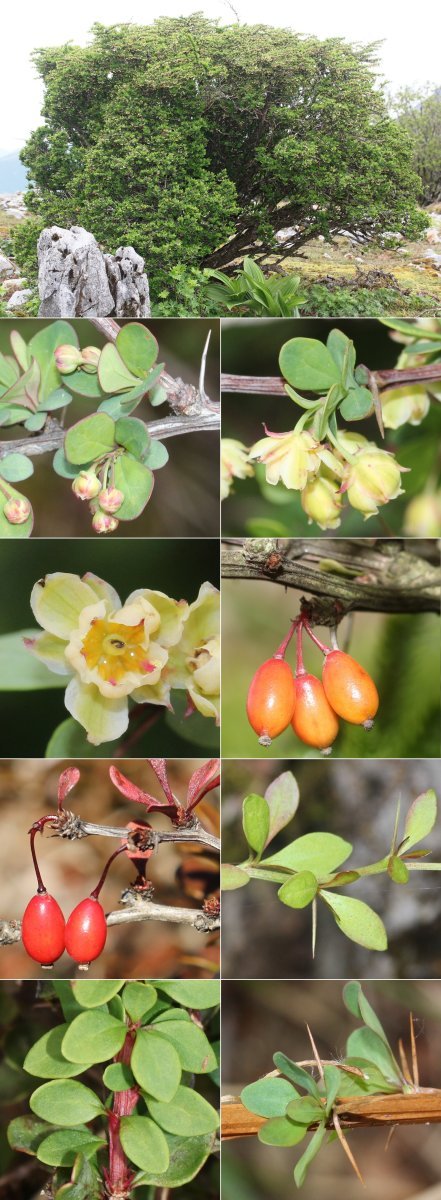 Барбарис Тунберга - фото 8