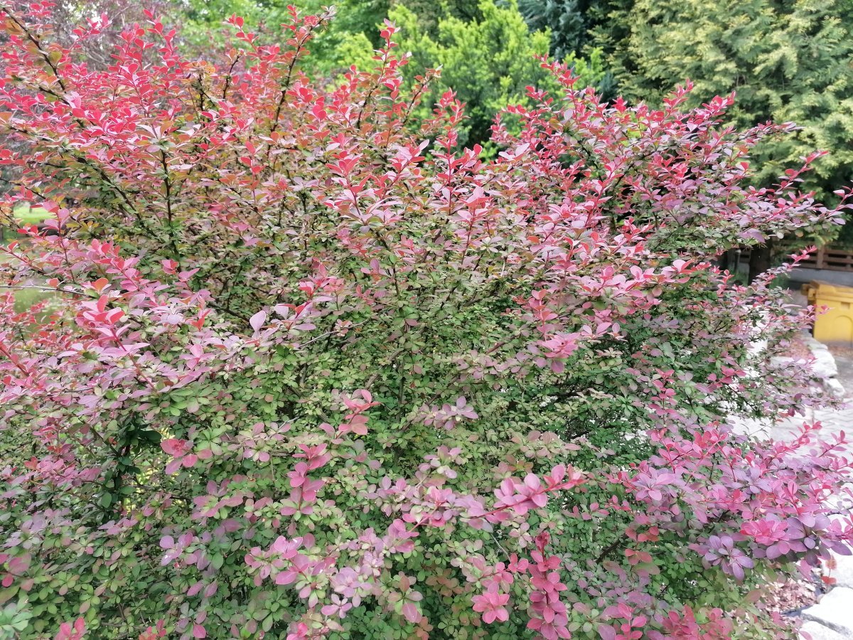 Барбарис Тунберга - фото 4