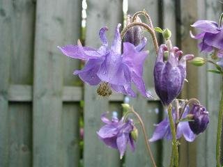 Аквилегия гибридная