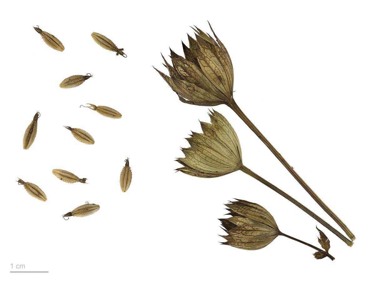 Астранция крупная