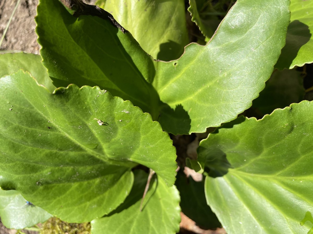 Бадан толстолистный