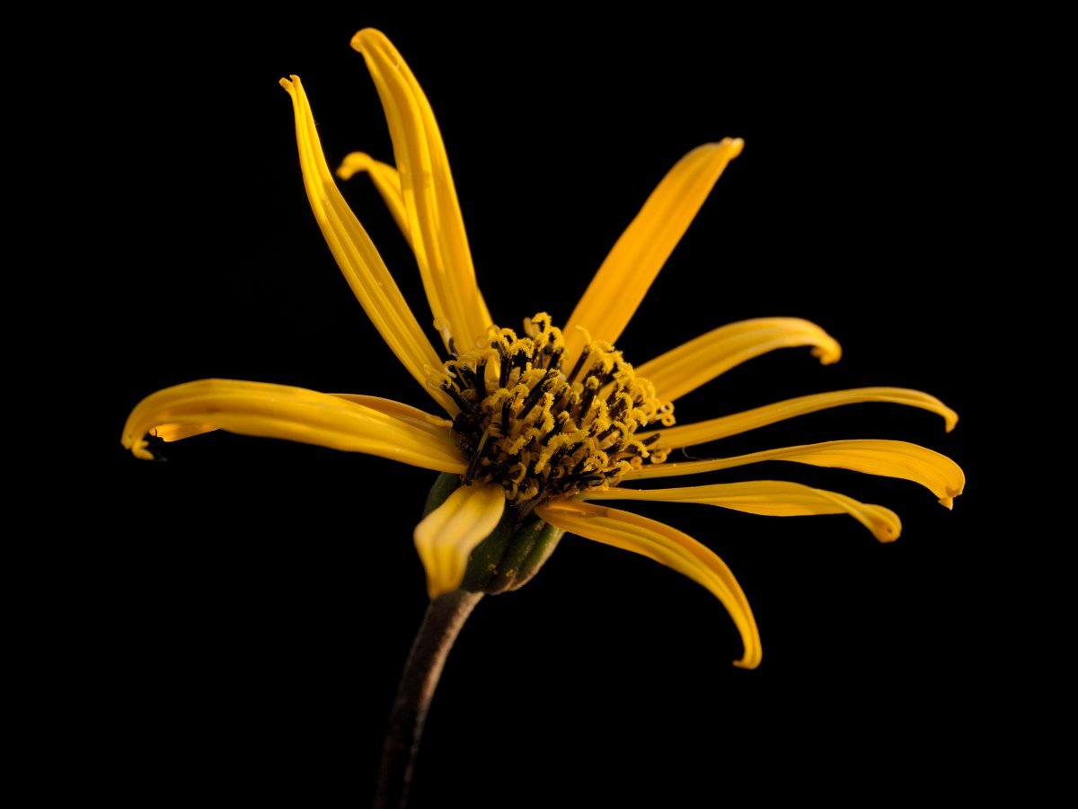 Бузульник зубчатый