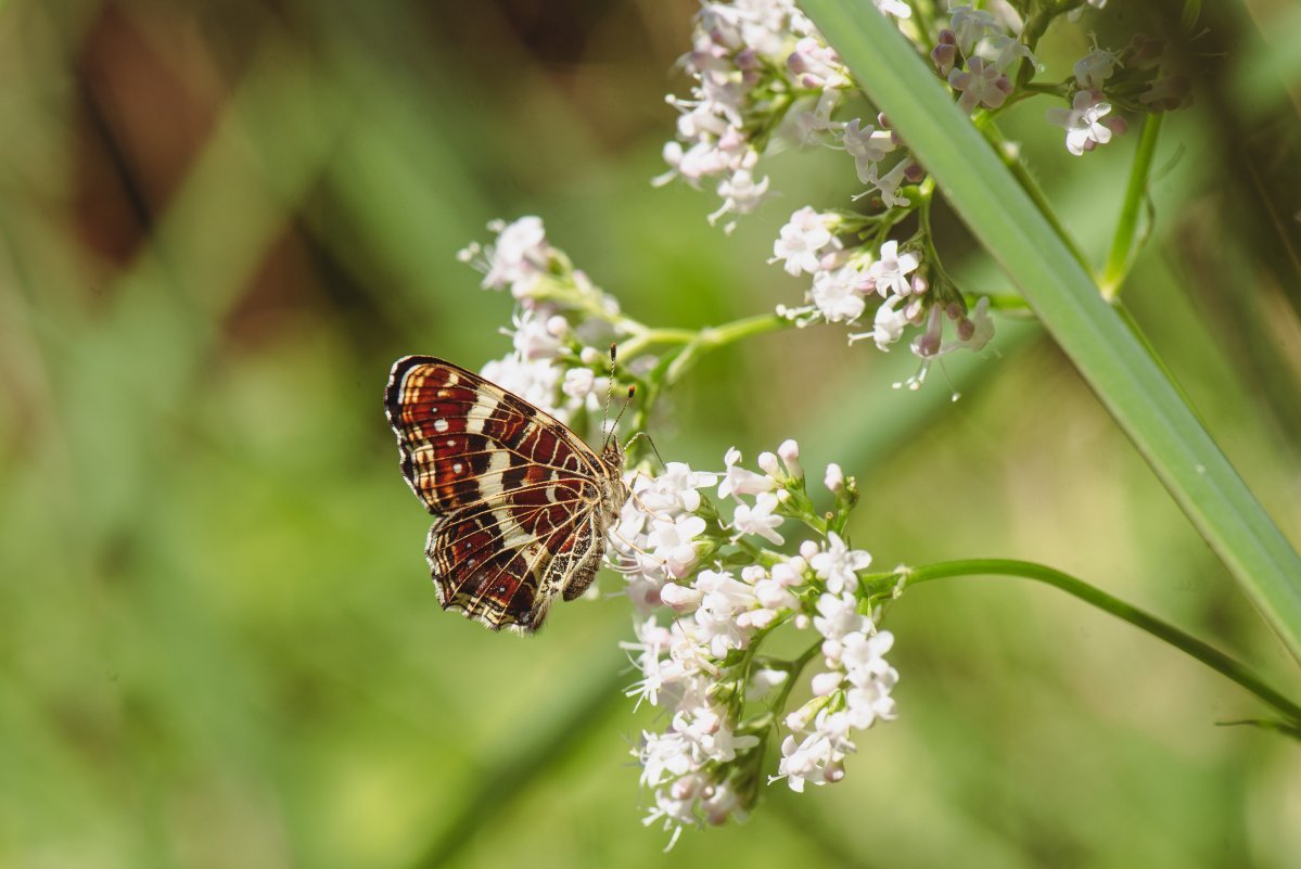 Валериана лекарственная