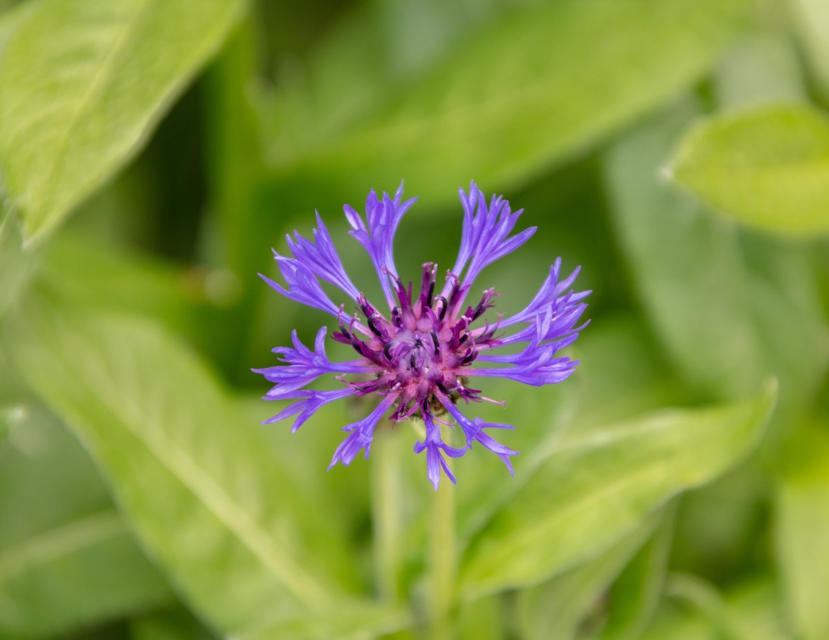 Василек горный