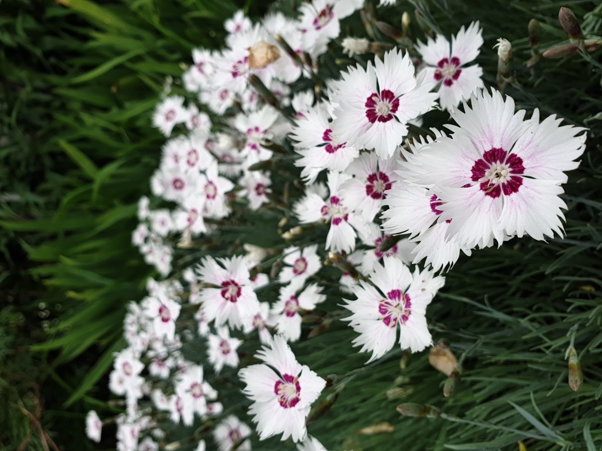 Гвоздика перистая