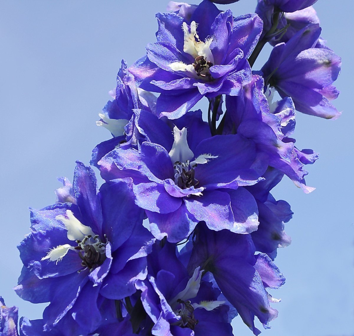 Дельфиниум гибридный