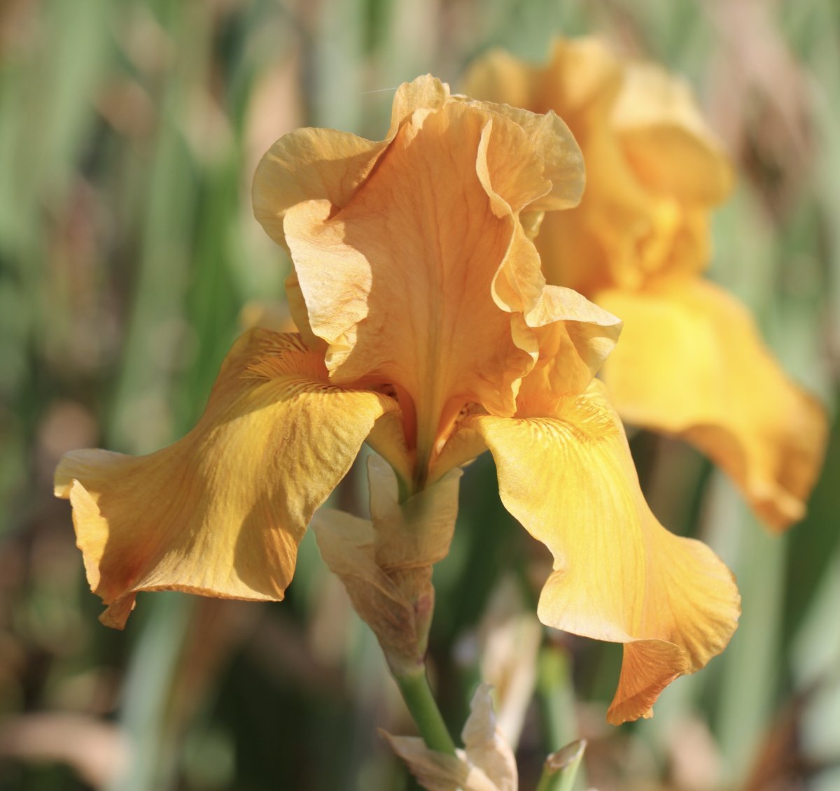 Ирис бородатый