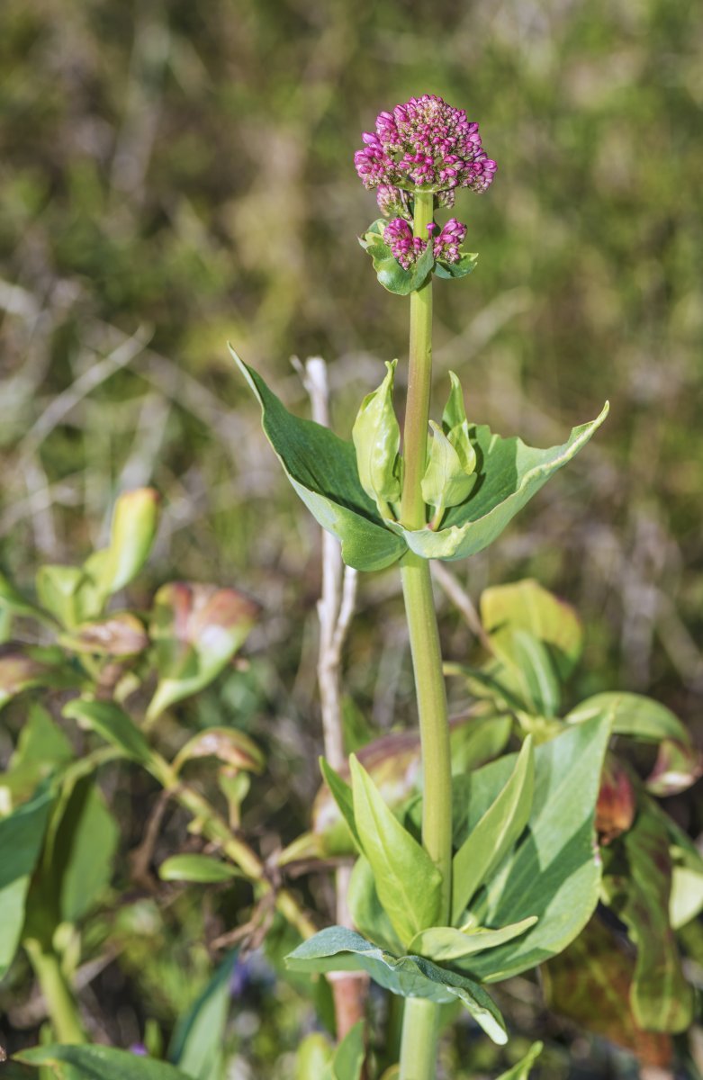 Кентрантус красный