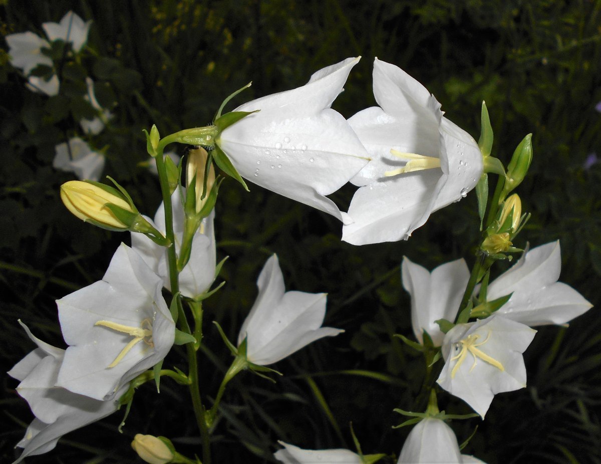 Колокольчик персиколистный