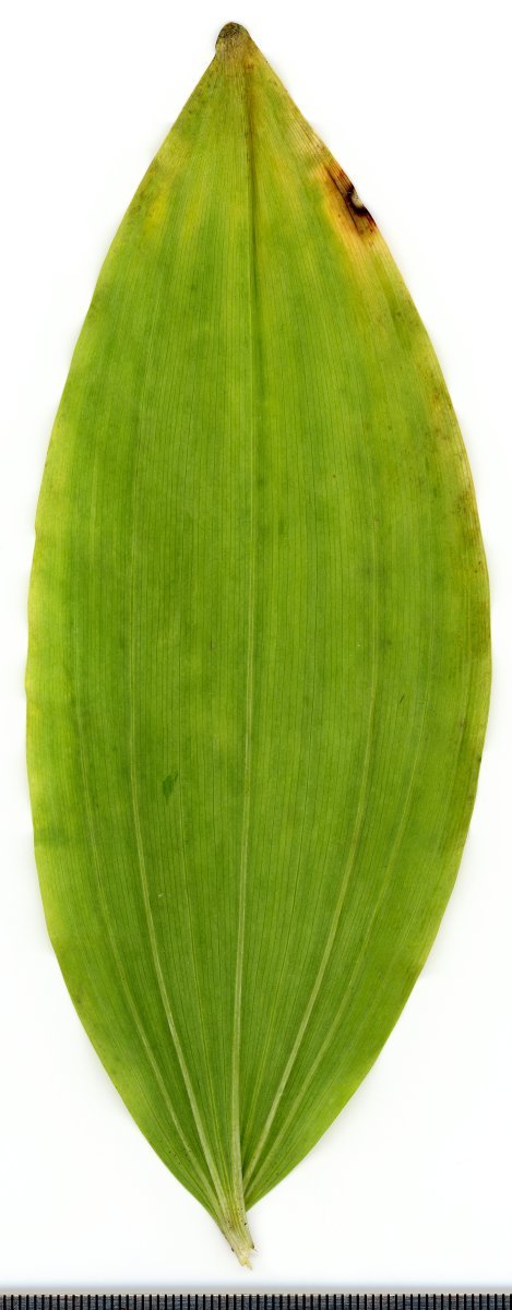 Купена многоцветковая