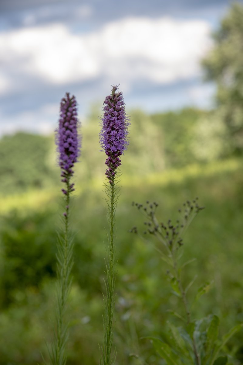 Лиатрис колосковая