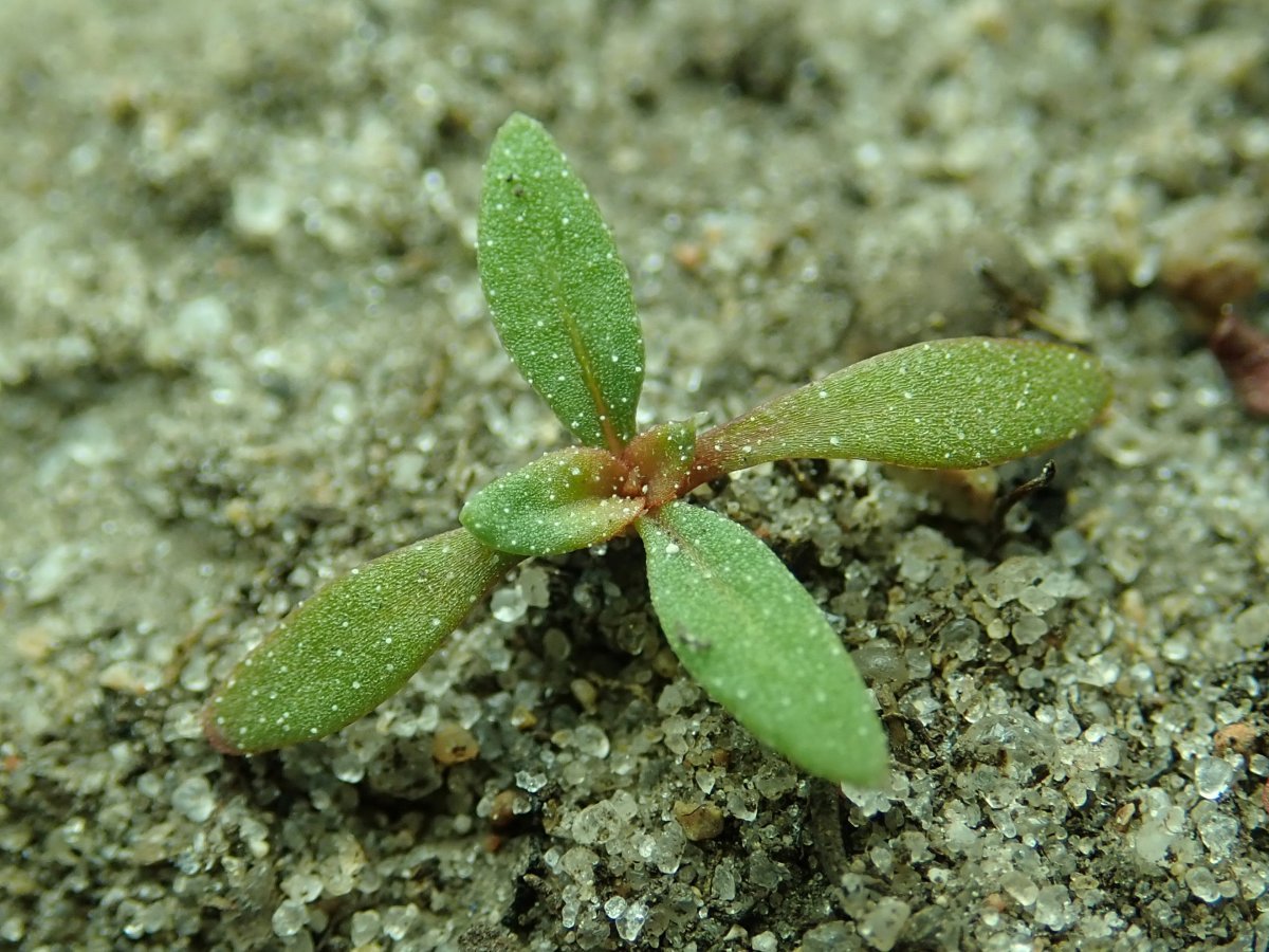 Лимониум Суворова