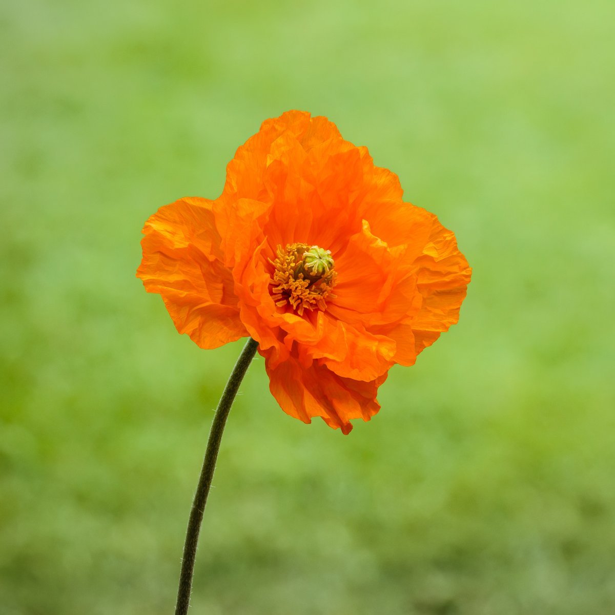 Мак атлантический